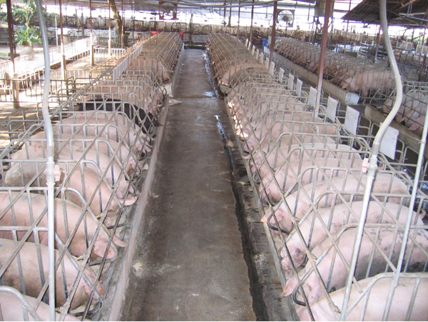 An Thinh supply to pig farm
