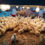 First-day-Broiler-Chicks-in-your-shed